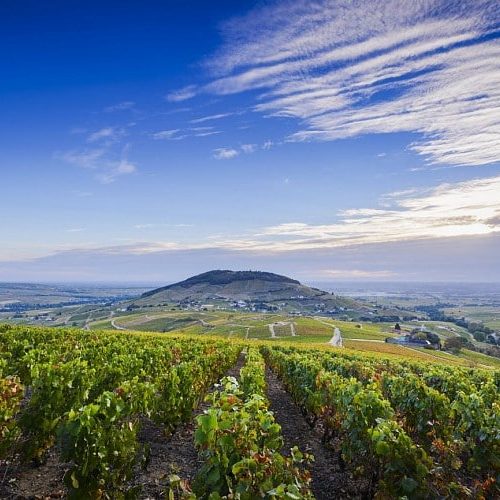 Domaine des grands rocs - Mont brouilly