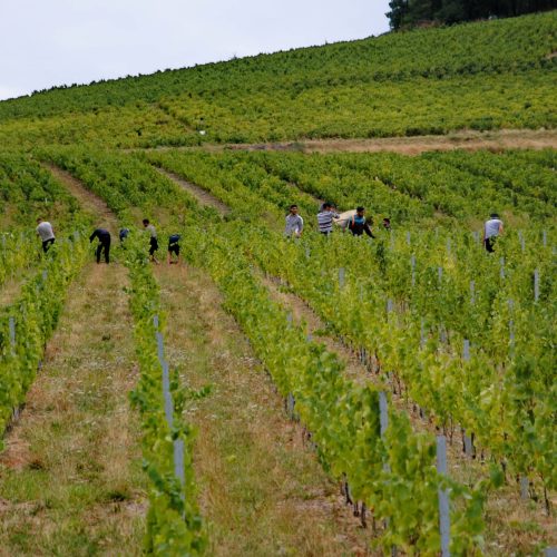 Domaine des grands rocs